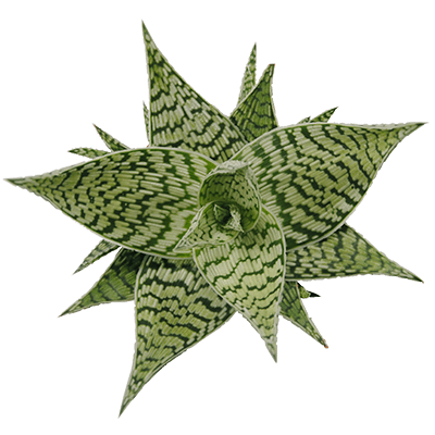 Aloe-rauhii-demi-kwekersrecht-ovata