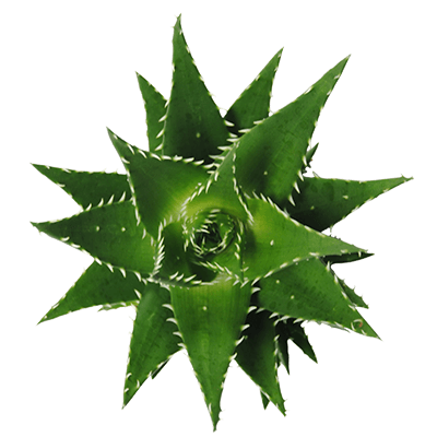 Aloe-melanacantha-jaws-kwekersrecht-ovata