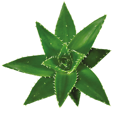 Aloe-perfoliata