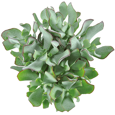 Crassula-curly-green-kwekersrecht-ovata