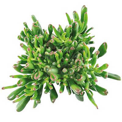 Crassula-hobbit