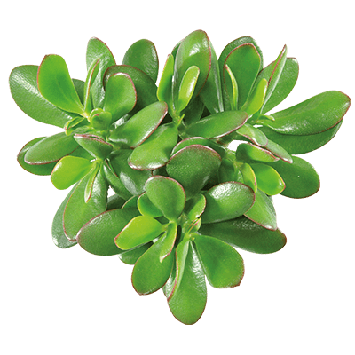 Crassula-magical-tree-kwekersrecht-ovata