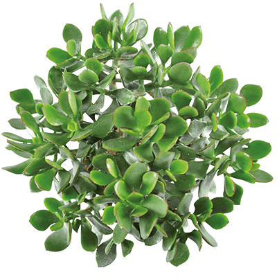 Crassula-minova-magic-kwekersrecht-ovata