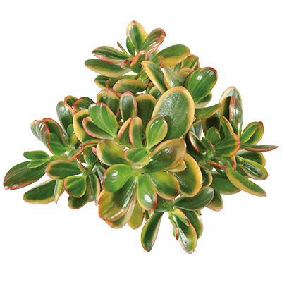 Crassula-sunset-magic-kwekersrecht-ovata