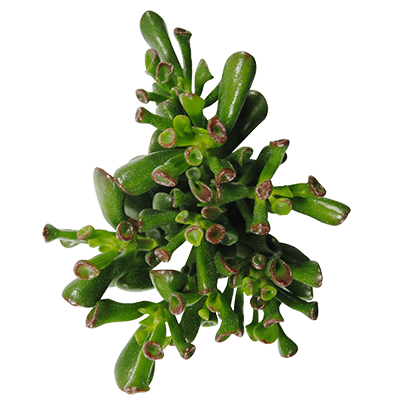 Crassula-trompet-kwekersrecht-ovata