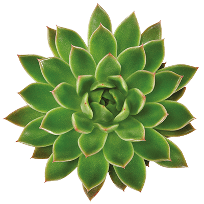 Echeveria-agavoides