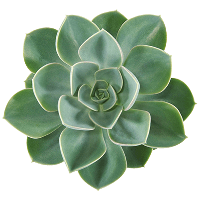 Echeveria-green-pearl-protected-ovata