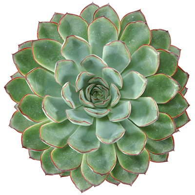 Echeveria-pulidonis