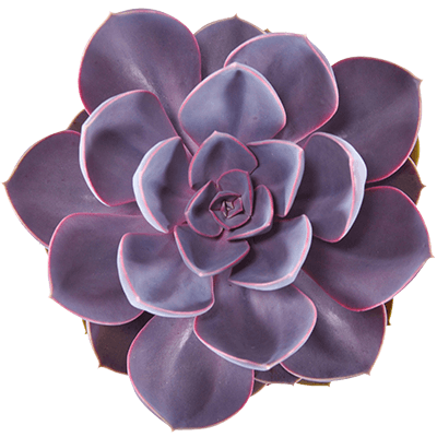 Echeveria-purple-pearl-protected-ovata