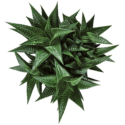 Haworthia-limifolia