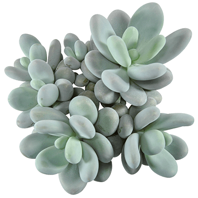 Pachyphytum-oviferum