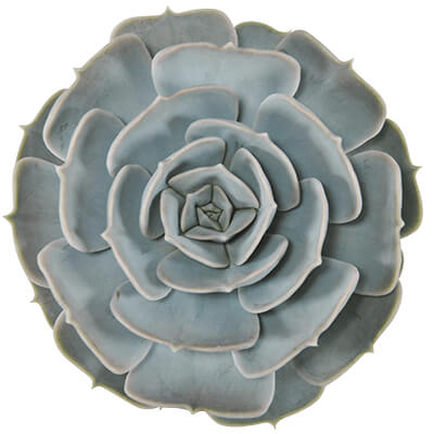 Echeveria-lilacina