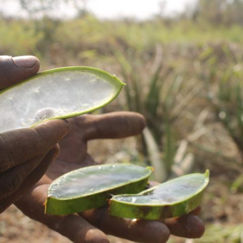uganda-aloe-vera-leaf-gel