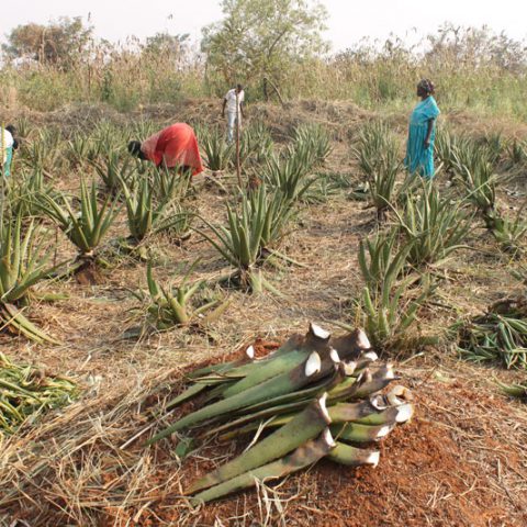 uganda-aloe-vera-leaf
