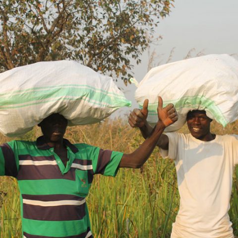 uganda-aloe-vera-in-bag