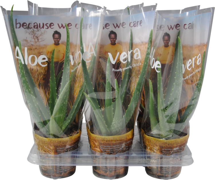 aloe-vera-becuase-we-care