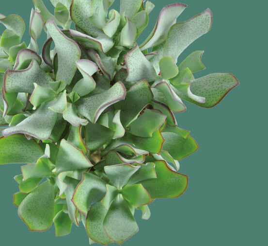 crassula-curly-green