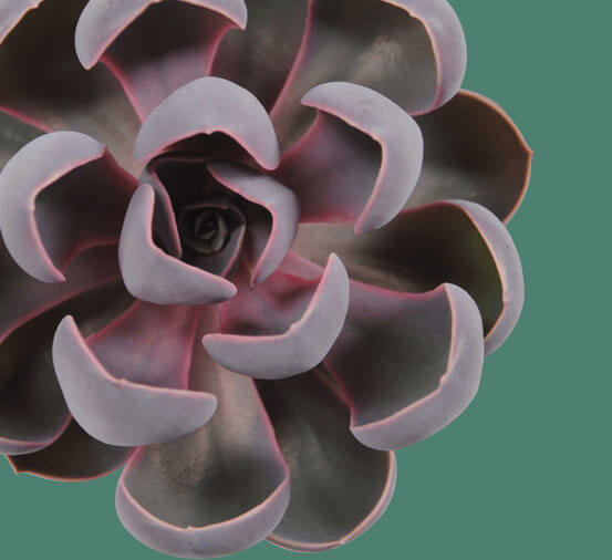 Echeveria-spoon-pearl-protected-ovata