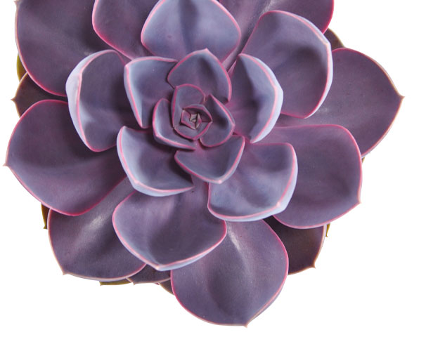 echeveria-purple-pearl-protected-ovata