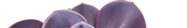 echeveria-purple-pearl-protected-ovata