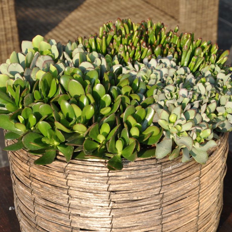 Crassula mix - Crassula magical tree, Crassula hobbit, Crassula curly green