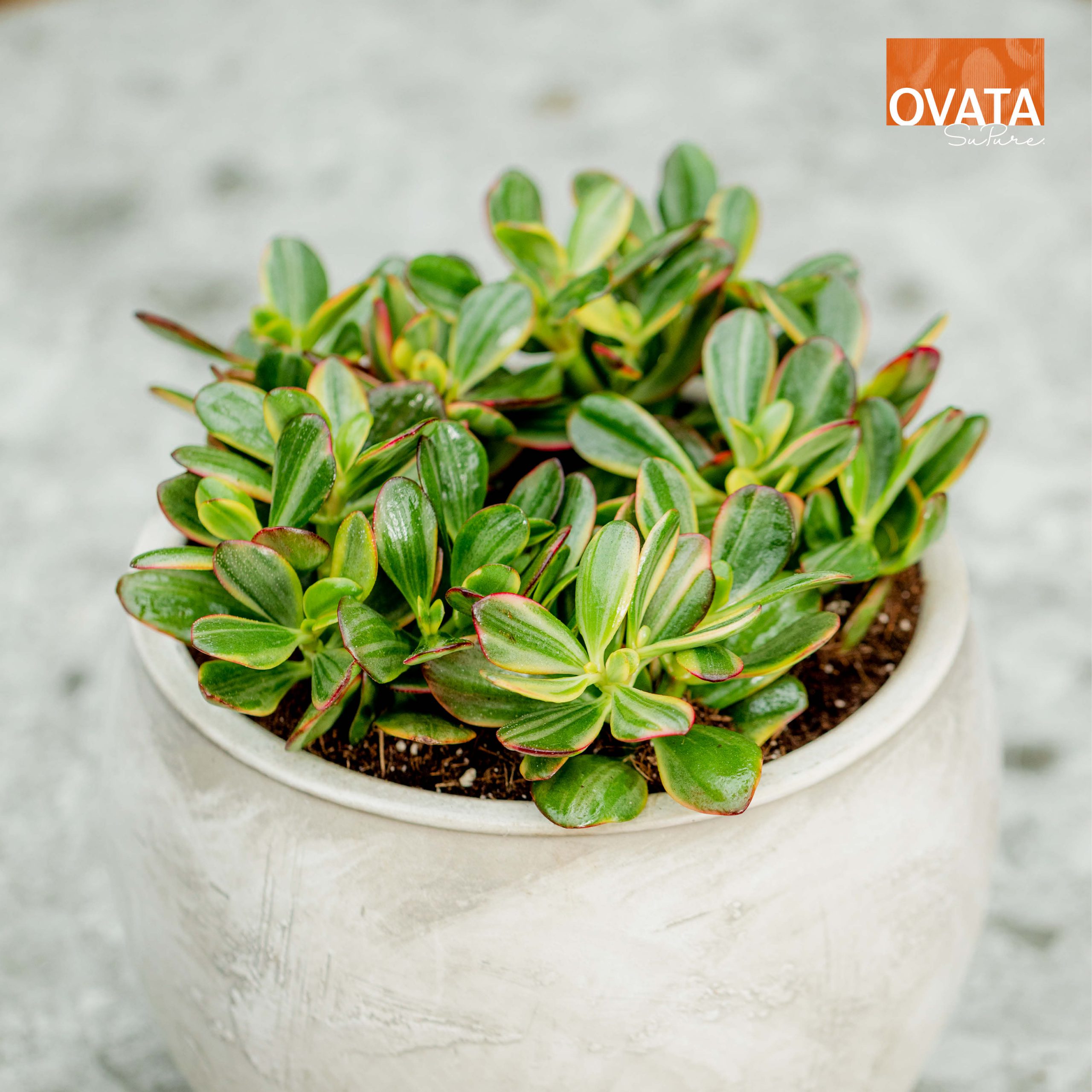 Crassula ovata sunset - Gamm vert